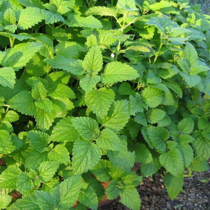 Sleep Deep Reishi mondspray mét melatonine - Afbeelding 5