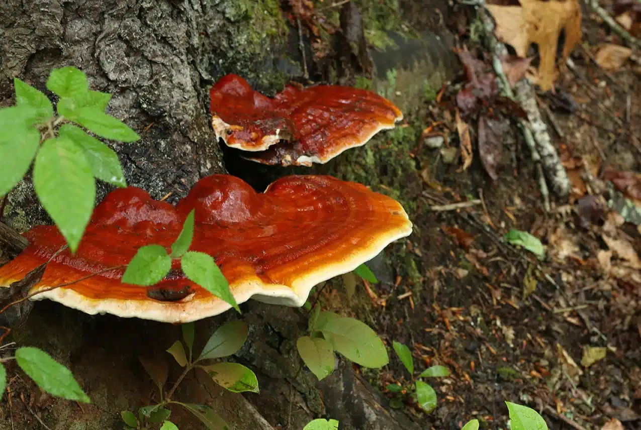 reishi-ganoderma-lucidum