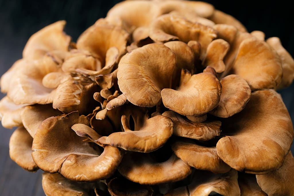 Maitake